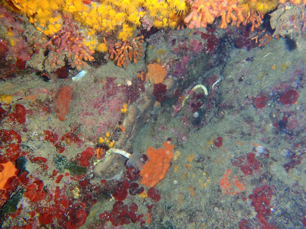 Le Casette Sul Mare Capo Vaticano Kültér fotó