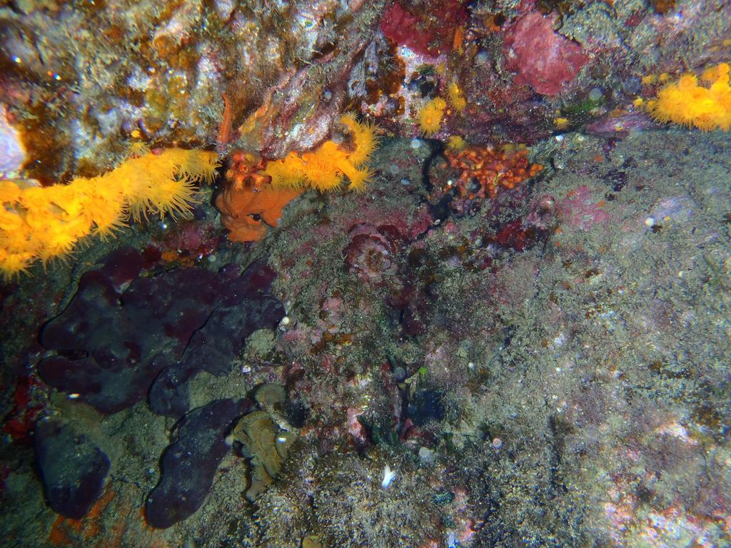 Le Casette Sul Mare Capo Vaticano Kültér fotó