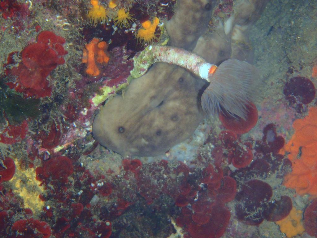 Le Casette Sul Mare Capo Vaticano Kültér fotó