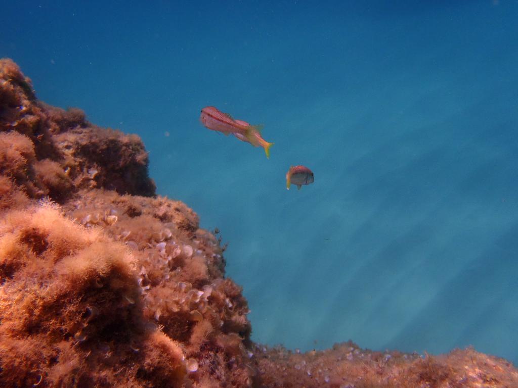 Le Casette Sul Mare Capo Vaticano Kültér fotó